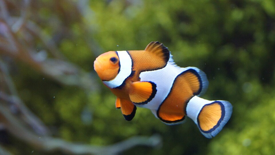 Just Keep Swimming, Swimming, Swimming…